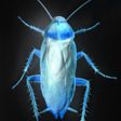 Icon of program: Tchau Barata