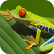 程序图标：Frog Wallpapers