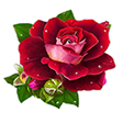Icon of program: Otkritkiok.ru