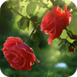 Icon of program: Red Rose Flower Live Wall…