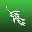 Programın simgesi: Olive