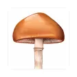 Mushroom Guide - North America