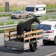 Icon of program: US Truck Animal Transport…
