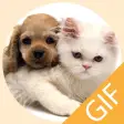 Pet Stickers - Cats  Dogs Animated Gif Stickers