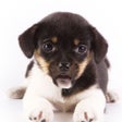 Иконка программы: Talking Dog