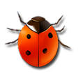 Symbol des Programms: Coccinella