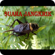 Иконка программы: Suara Jangkrik Offline