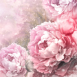 Ikona programu: Vintage Roses Live Wallpa…