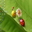 Icona del programma: Smiley in Love Wallpaper