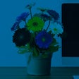 Programikonen: Options for Twenty Ninete…