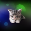 Ikon program: Sleepy Kitten Wallpaper L…