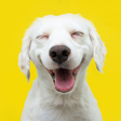 Icône du programme : Funny Videos