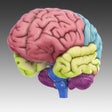Ikon program: 3D Brain