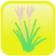 Icon of program: シンプル植物リスト身近な野草