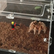 Icon of program: LIVE INSIDE A SPIDER CAGE