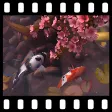 Sakura Garden With Koi 3D Wallpaper