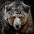 Ikona programu: Bears Wallpapers