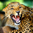 Icon of program: Cheetah Wallpapers