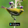 Icon of program: suara pikat burung pleci