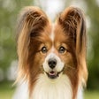 Icon of program: My Papillon - Cute Dog & …