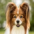 My Papillon - Cute Dog & Puppy Wallpapers