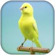 Icon of program: Canary Bird Sounds Singi…