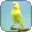 Canary Bird Sounds  Singing