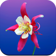 Flowers Wallpaper 4K icon