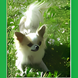 Icon of program: PDA
