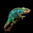 Icon of program: Chameleon Wallpapers