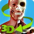 Easy Anatomy 3D - learn anatom