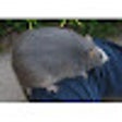 Icoon van programma: Big Fat Rat