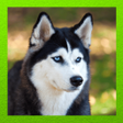 程序图标：Siberian Husky
