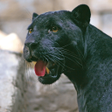 أيقونة البرنامج: Black Panther Sounds