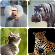 プログラムのアイコン：Mammals  Learn All Animal…