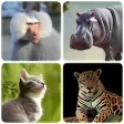 Mammals  Learn All Animals in Photo - Quiz