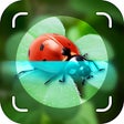 程序图标：Insect Identification: Bu…