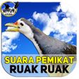 Suara Ruak Ruak Pikat Ampuh