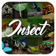 Icon of program: Insect Encyclopedia