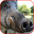 程序图标：Wild Boar Hunting Calls