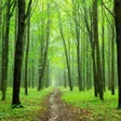 Icon of program: Forest wallpapers