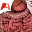 ไอคอนของโปรแกรม: High School Anatomy