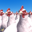 Ikon program: Cluck Shot: Chicken Gun G…