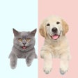 Icon of program: Pet translator - CatDog