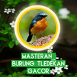 Icon of program: Masteran Burung Tledekan …