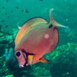 ไอคอนของโปรแกรม: Encyclopedia of Fish
