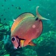 Ikona programu: Encyclopedia of Fish
