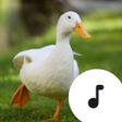プログラムのアイコン：Duck Sounds