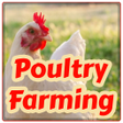 Ícone do programa: Poultry Farming - Chicken…