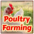 Poultry Farming - Chicken Farm
